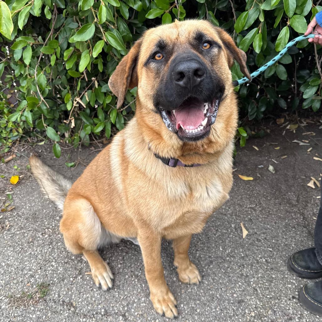 Enlarge Captain, a Adoptable mixed breed in Santa Barbara, CA image 5/5
