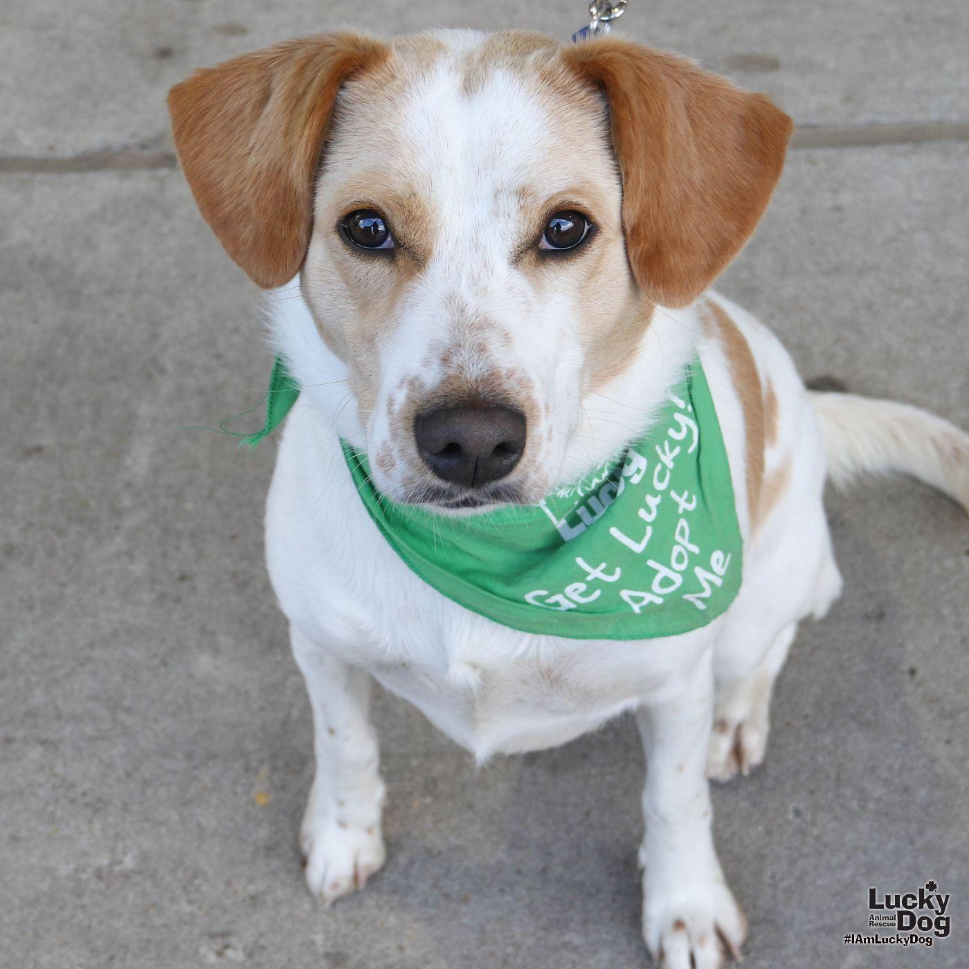 Root Beer thumbnail 3