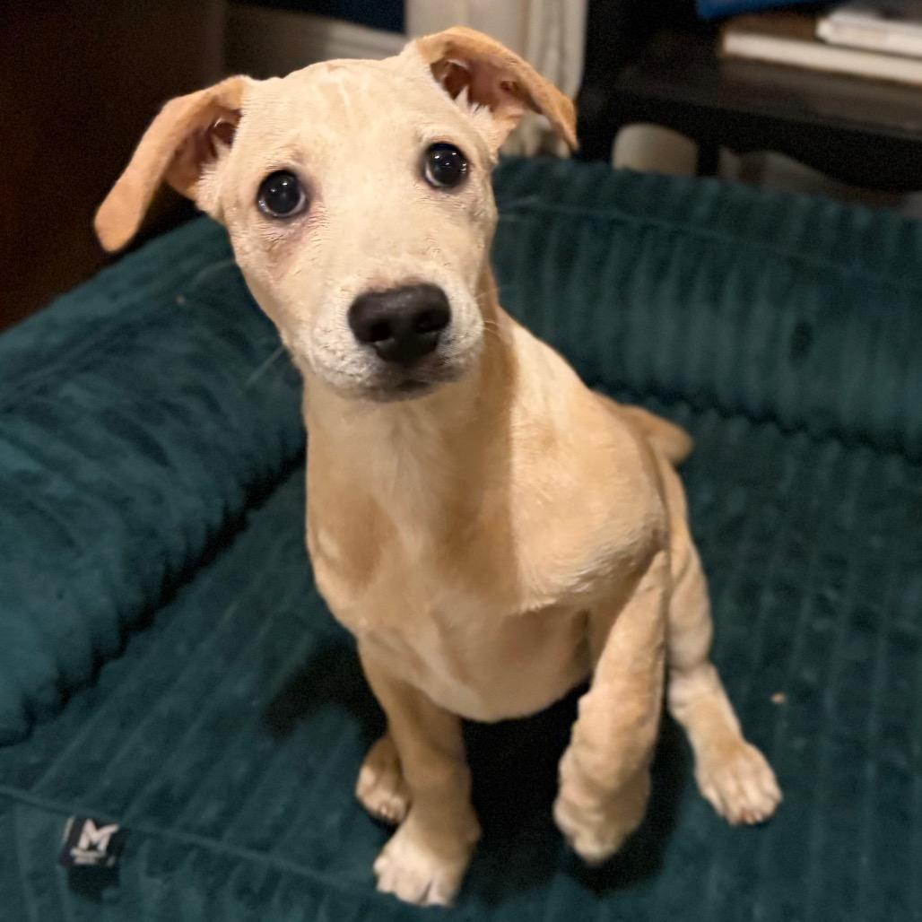 Enlarge Percy, a ADOPTABLE mixed breed in Daphne, AL image 1/2