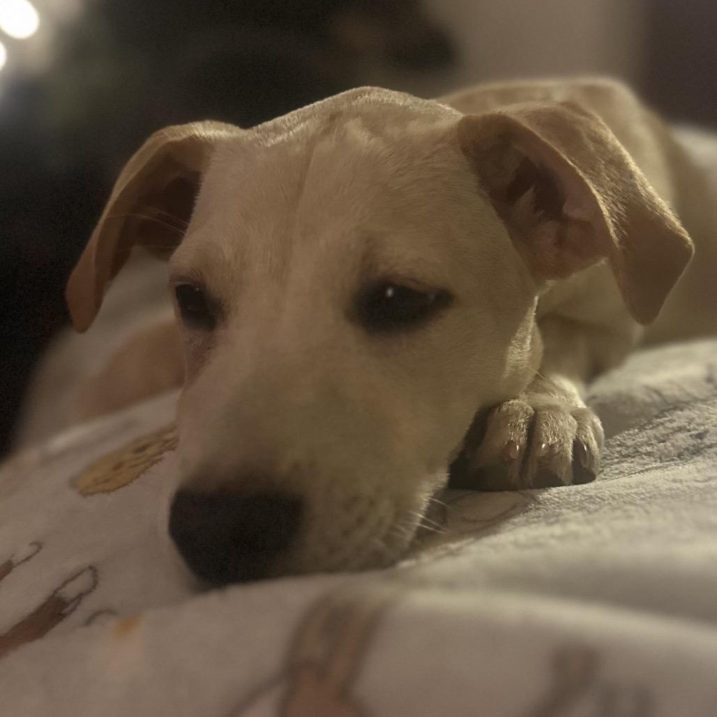 Enlarge Percy, a ADOPTABLE mixed breed in Daphne, AL image 2/2