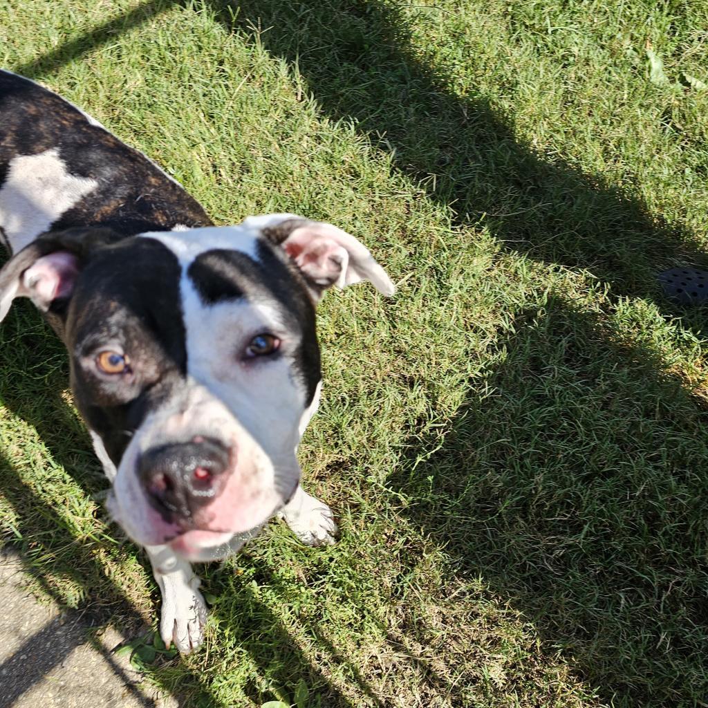 Ned, Adoptable, Adult Male American Bulldog & Terrier.
