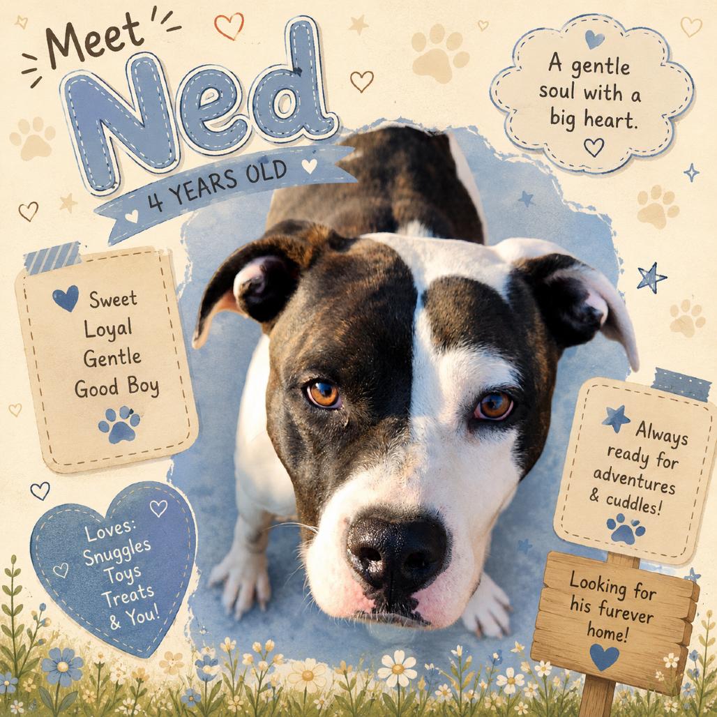 Ned, a Adoptable mixed breed in Waldorf, MD image 2/6