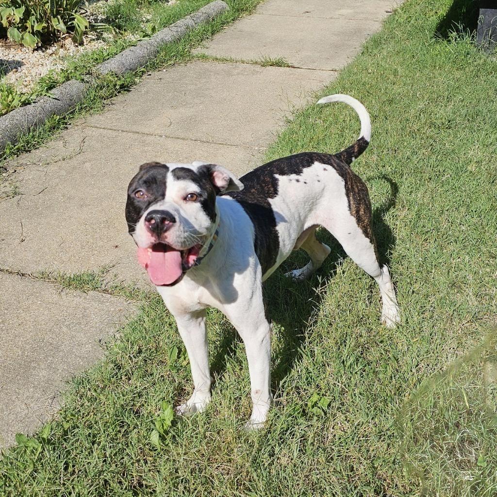 Enlarge Ned, a Adoptable mixed breed in Waldorf, MD image 2/6