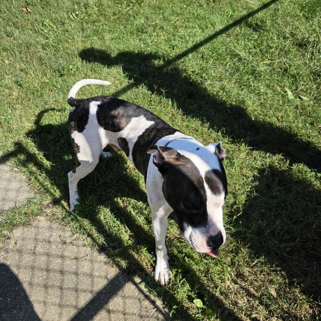 Enlarge Ned, a Adoptable mixed breed in Waldorf, MD image 3/6