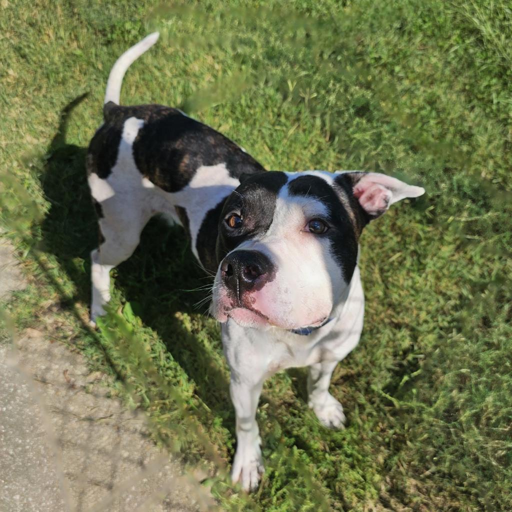 Enlarge Ned, a Adoptable mixed breed in Waldorf, MD image 4/6