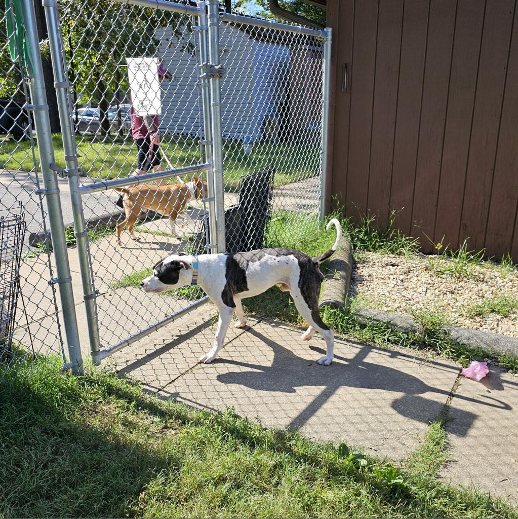Enlarge Ned, a Adoptable mixed breed in Waldorf, MD image 5/6
