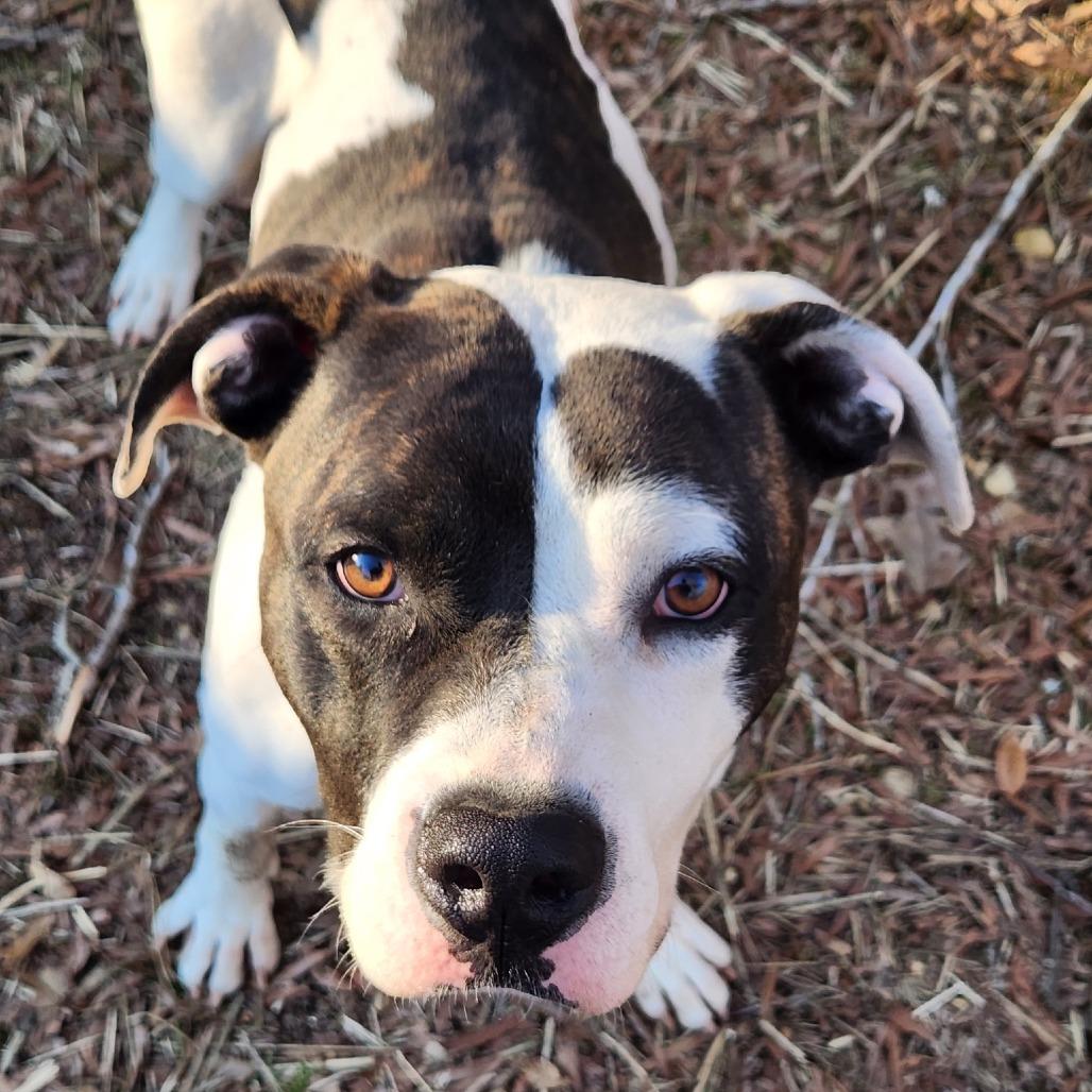 Enlarge Ned, a Adoptable mixed breed in Waldorf, MD image 6/6