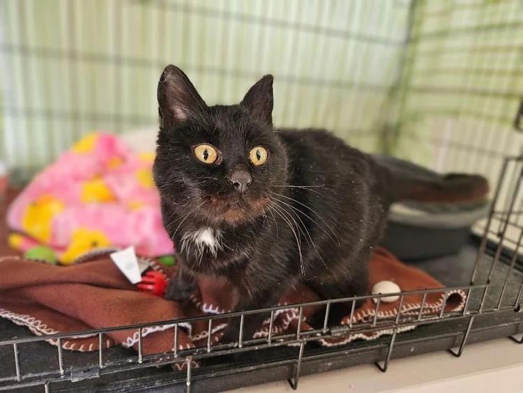 Enlarge Ursula, a ADOPTABLE Domestic Short Hair in Winona, MN image 3/6