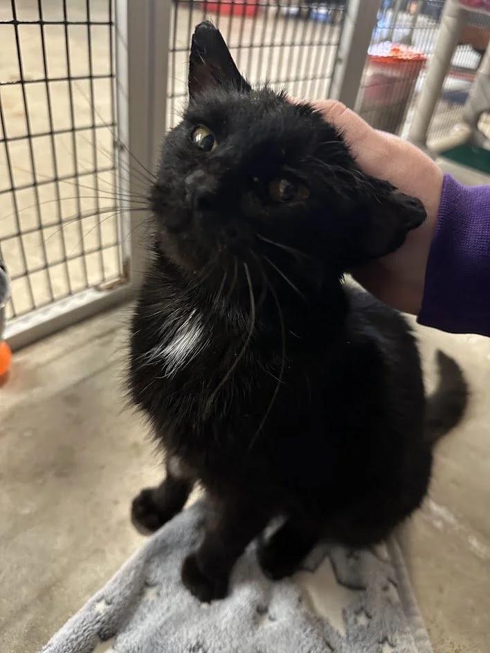 Enlarge Ursula, a ADOPTABLE Domestic Short Hair in Winona, MN image 5/6