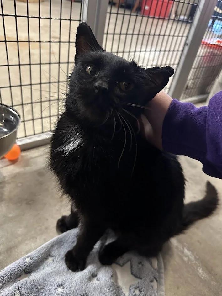 Enlarge Ursula, a ADOPTABLE Domestic Short Hair in Winona, MN image 6/6