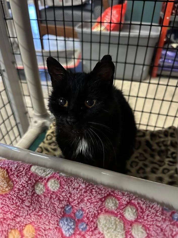 Enlarge Ursula, a ADOPTABLE Domestic Short Hair in Winona, MN image 4/6