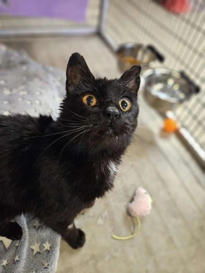 Enlarge Ursula, a ADOPTABLE Domestic Short Hair in Winona, MN image 1/6