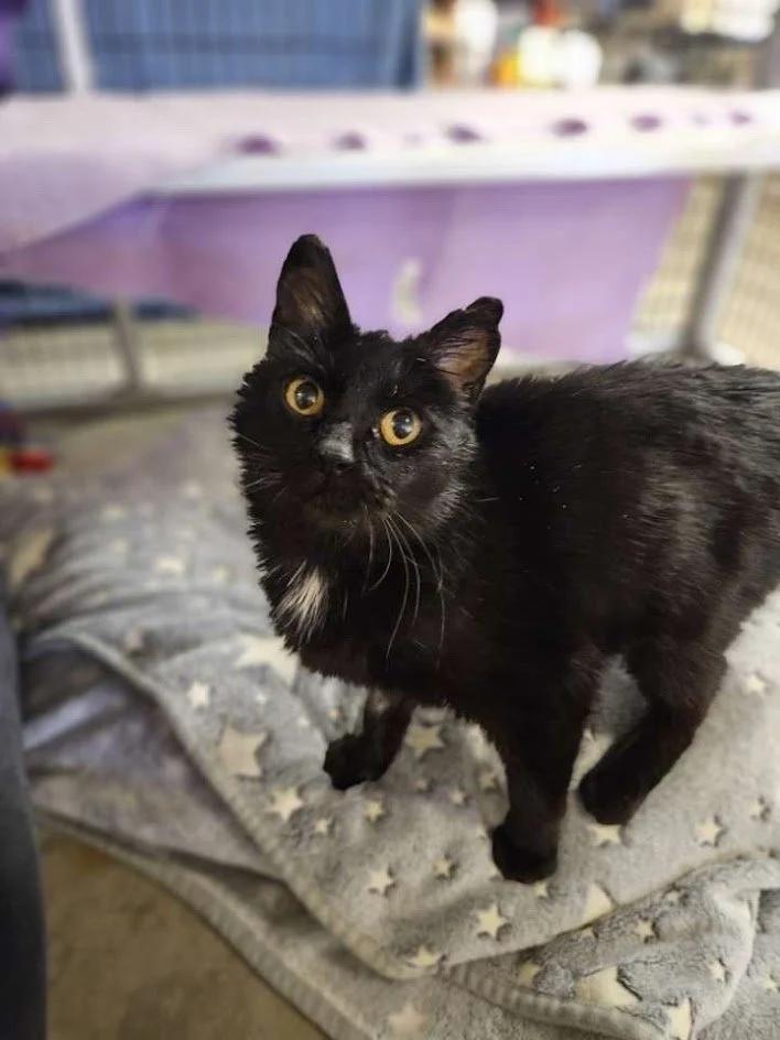 Enlarge Ursula, a ADOPTABLE Domestic Short Hair in Winona, MN image 2/6