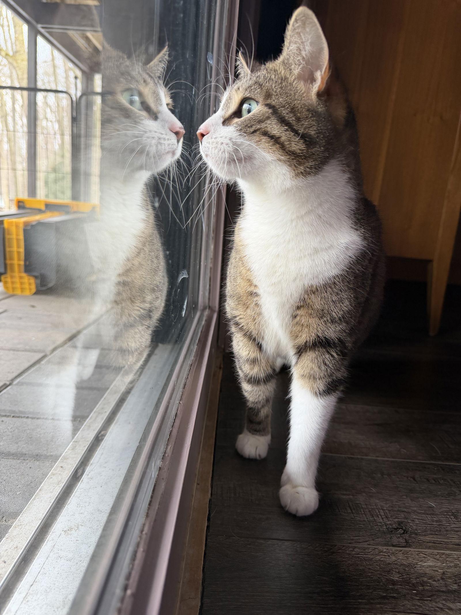 Petunia, a Adoptable Domestic Short Hair in Rochester, NY image 1/3