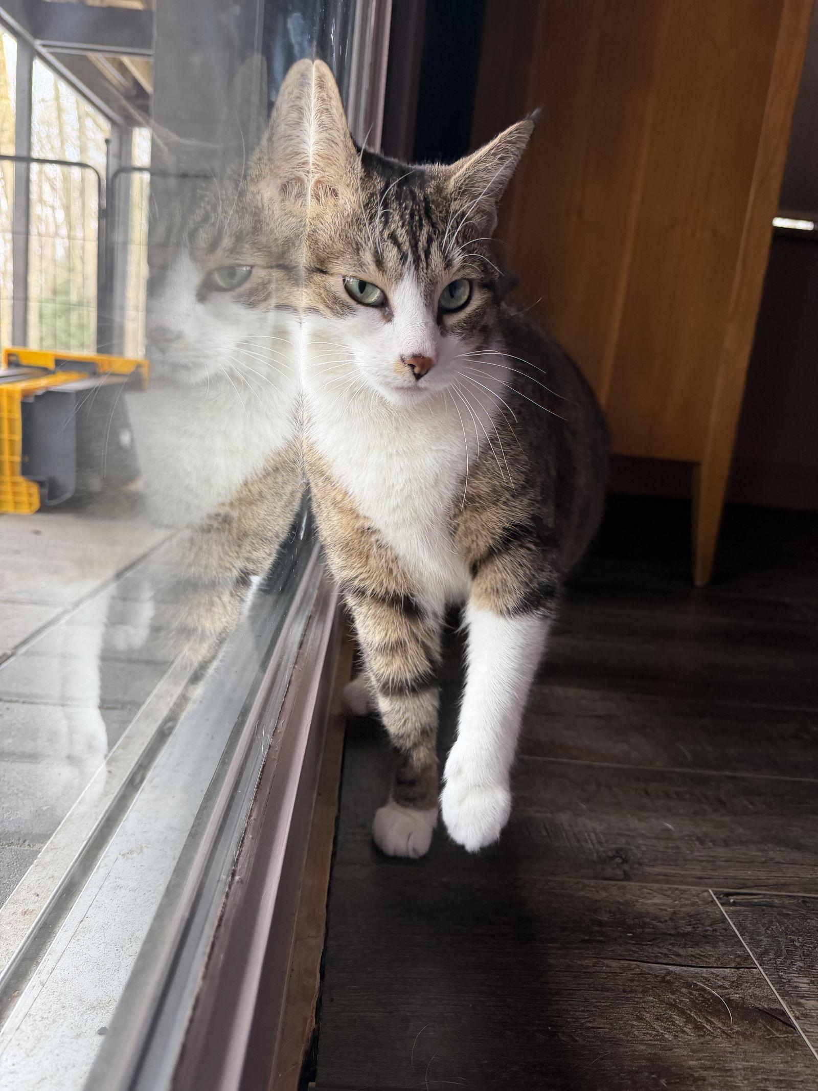 Petunia, a Adoptable Domestic Short Hair in Rochester, NY image 2/3