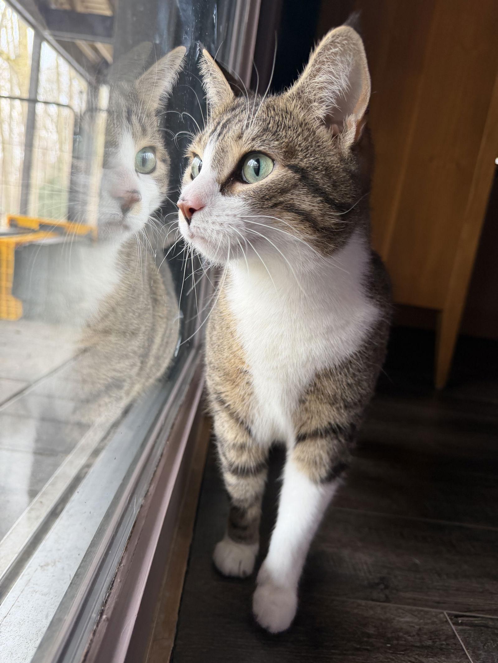 Petunia, a Adoptable Domestic Short Hair in Rochester, NY image 3/3