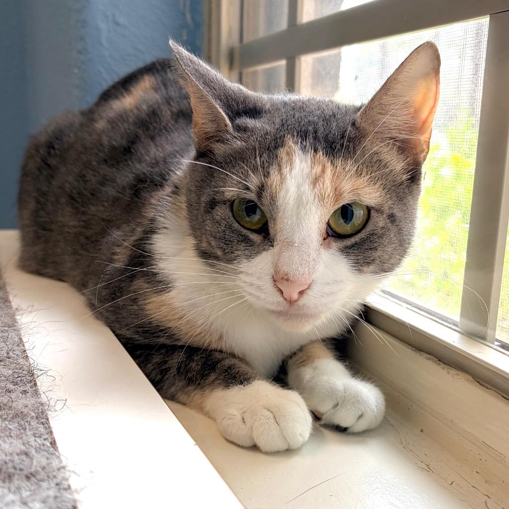 Enlarge Martina, a Adoptable mixed breed in Magnolia, TX image 1/1