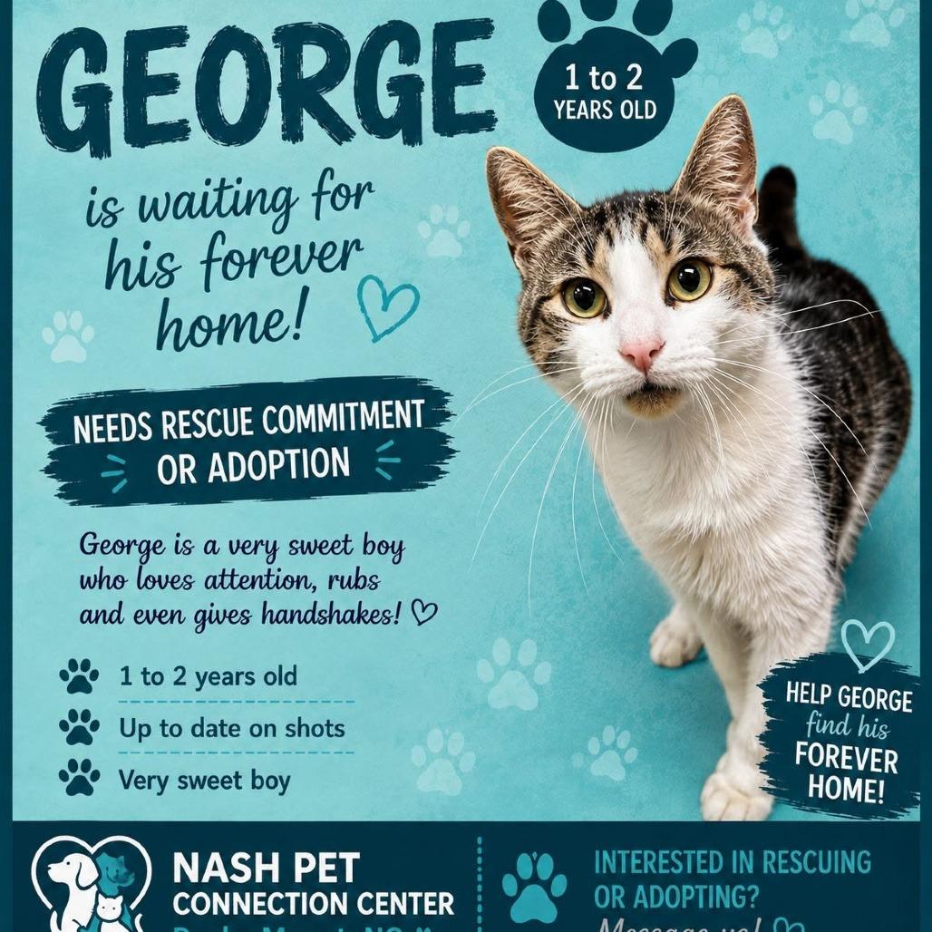 Enlarge GEORGE   Available NOW - ADOPTION or RESCUE!, a Adoptable Domestic Short Hair in Nashville, NC image 1/1
