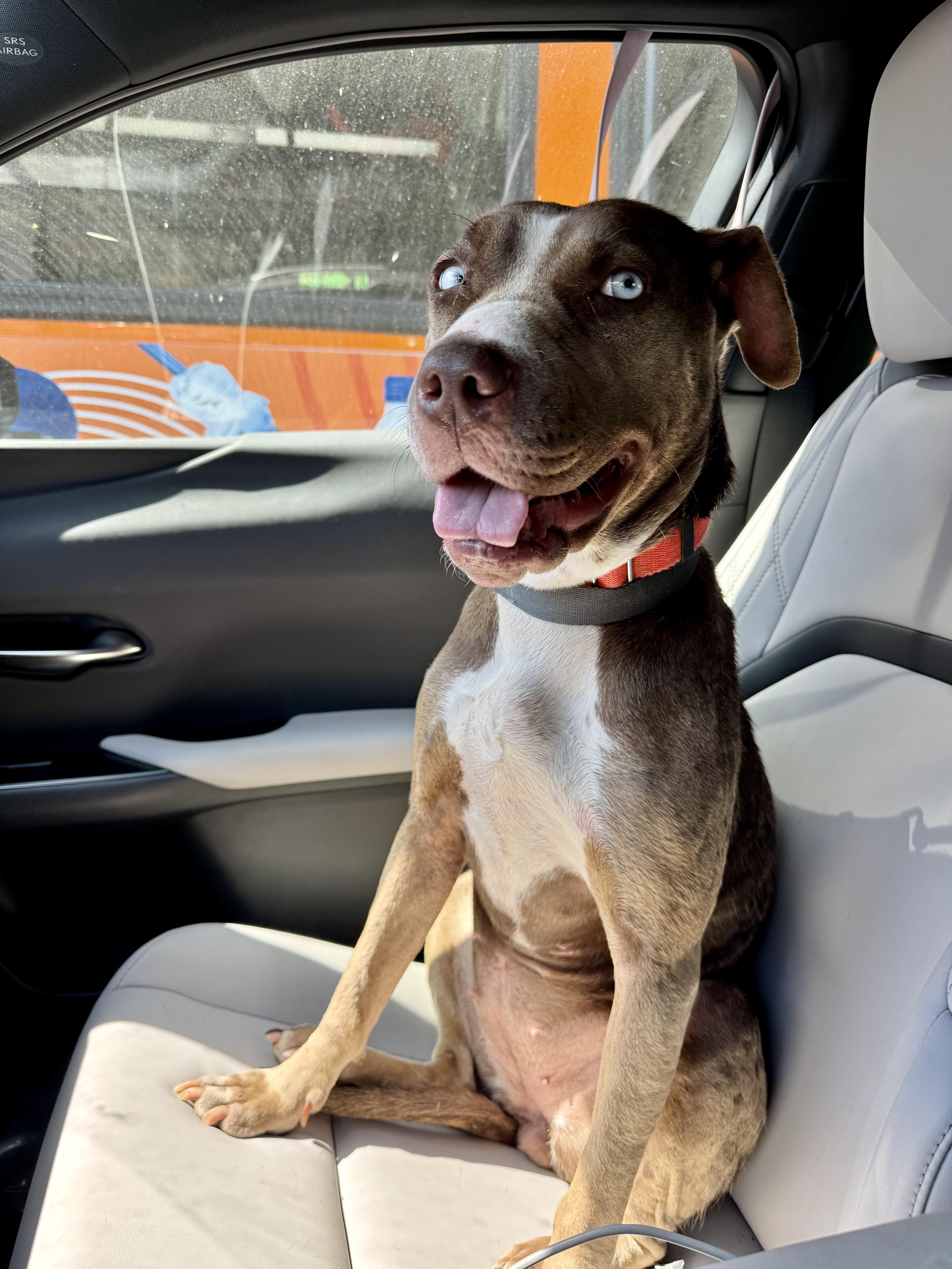 Enlarge Hazel, a Adoptable mixed breed in Los Angeles, CA image 2/6