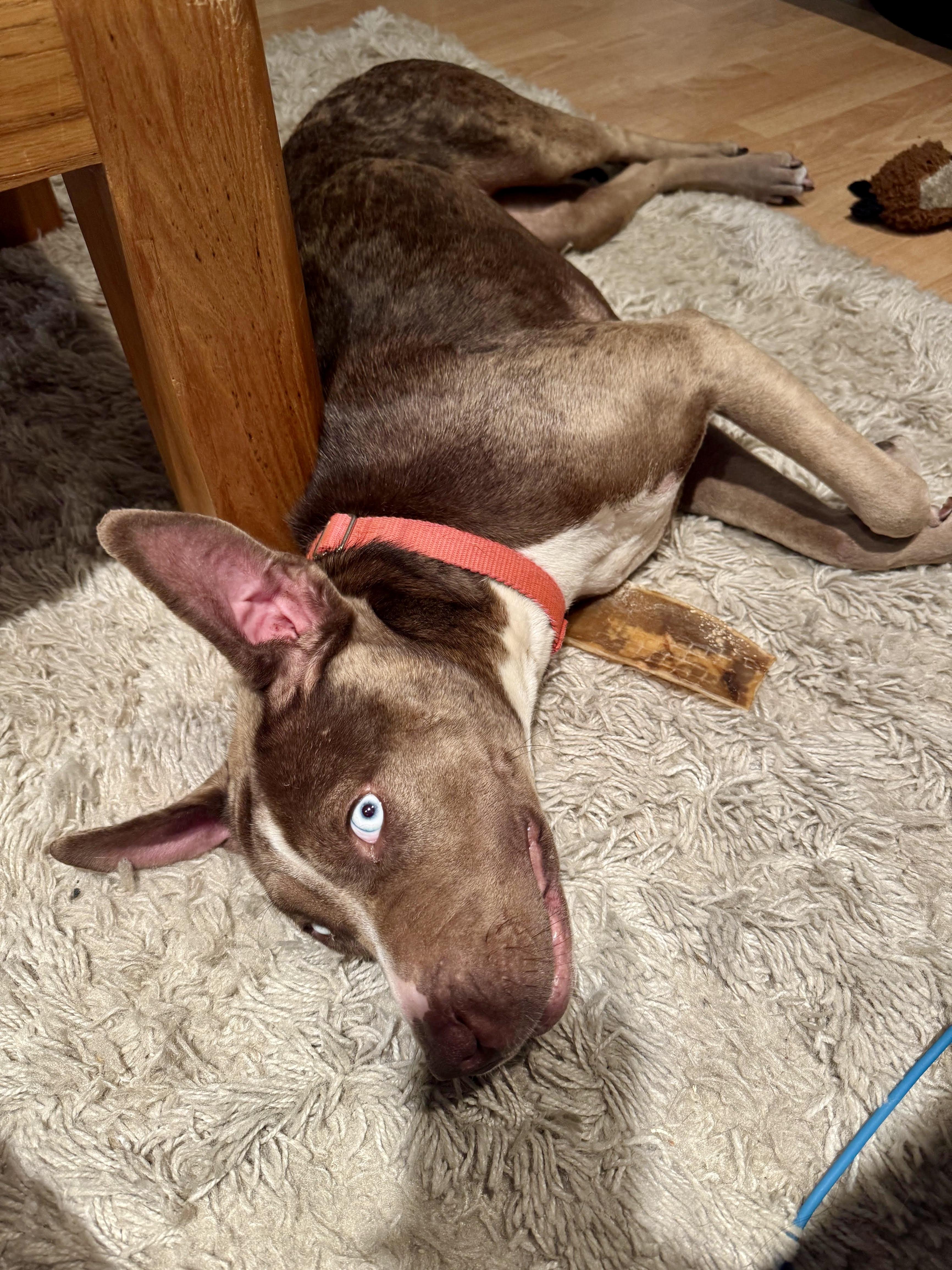 Enlarge Hazel, a Adoptable mixed breed in Los Angeles, CA image 6/6