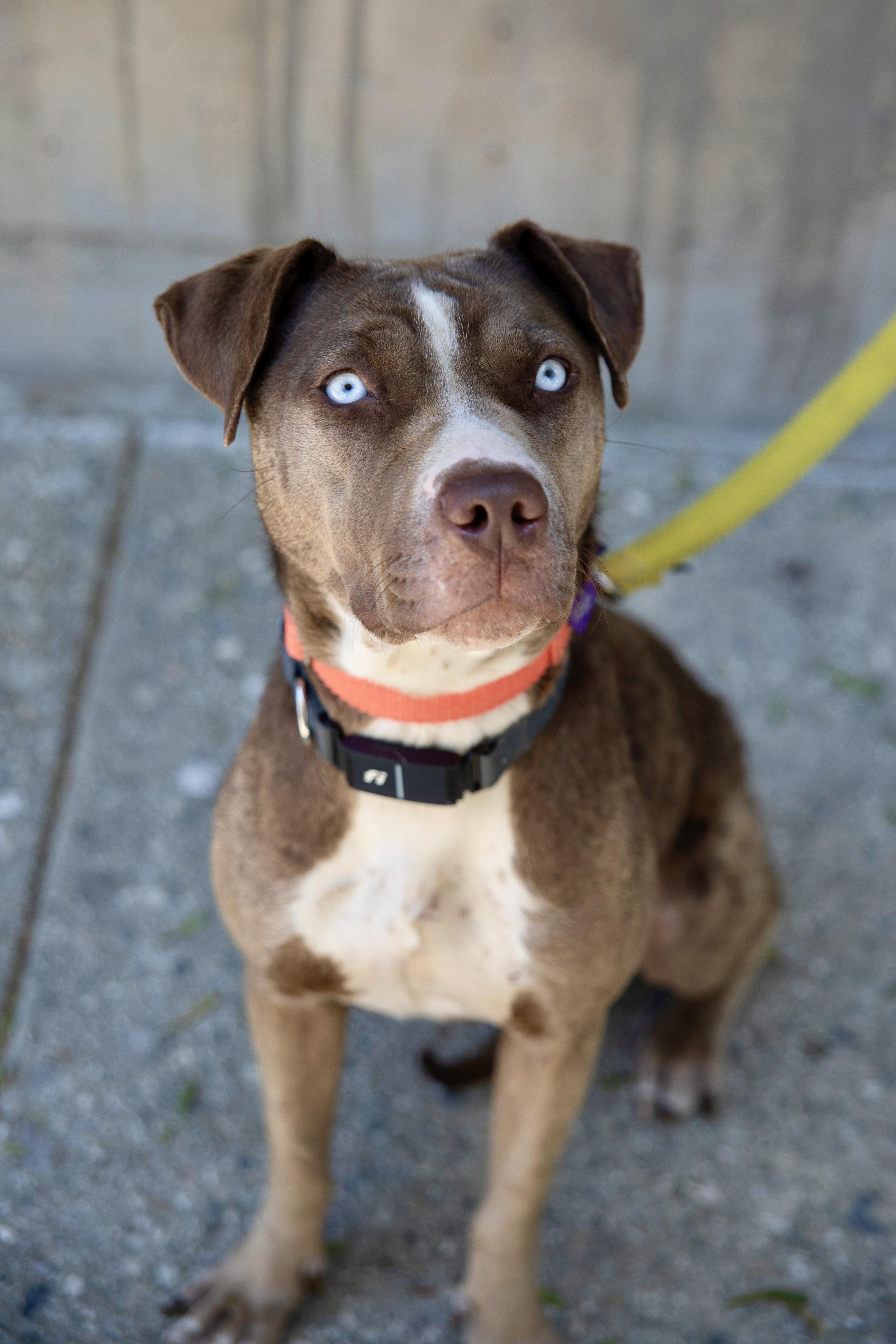 Hazel, Adoptable, Young Female Pit Bull Terrier & Husky.