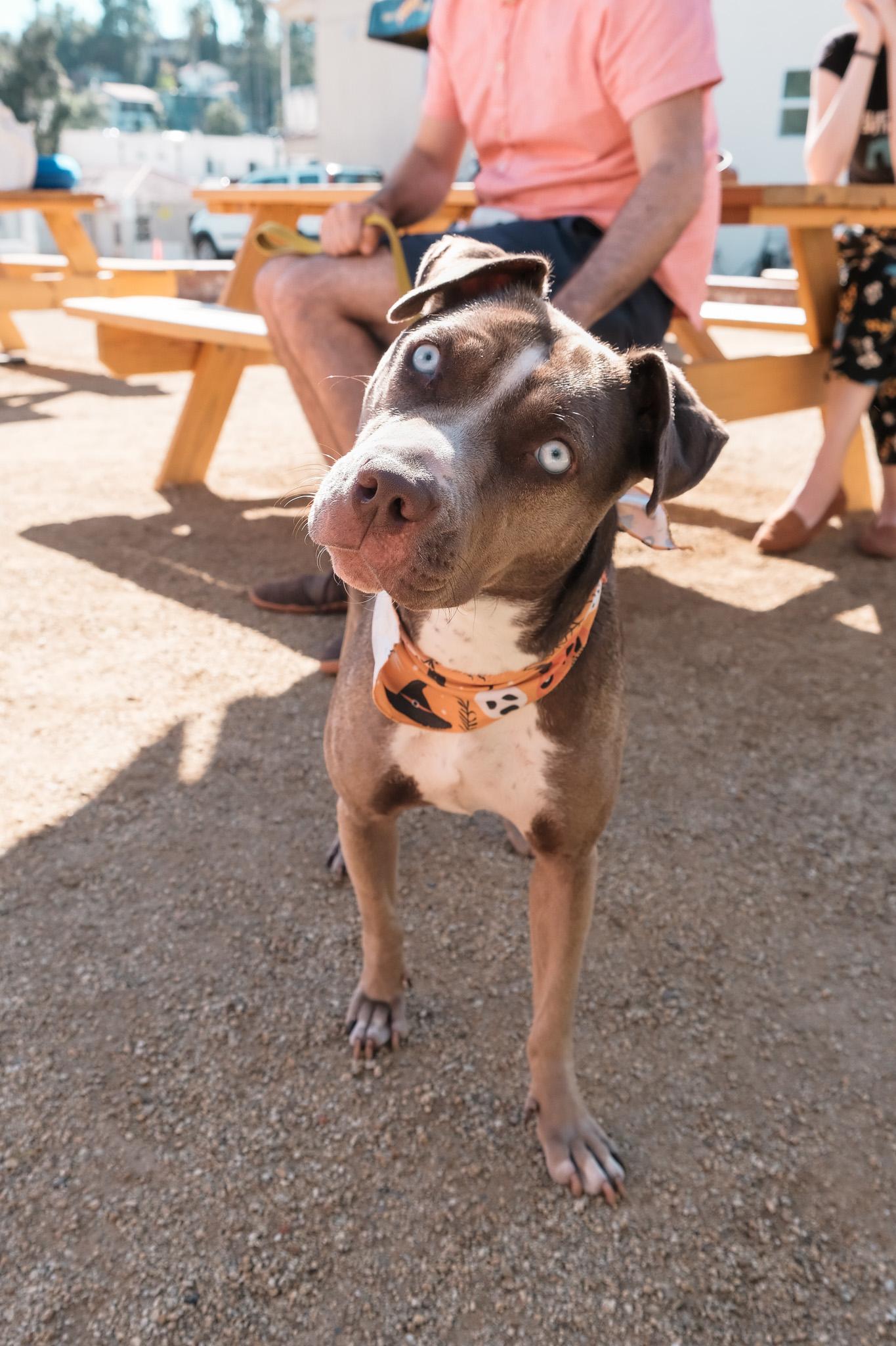 Enlarge Hazel, a Adoptable mixed breed in Los Angeles, CA image 5/6
