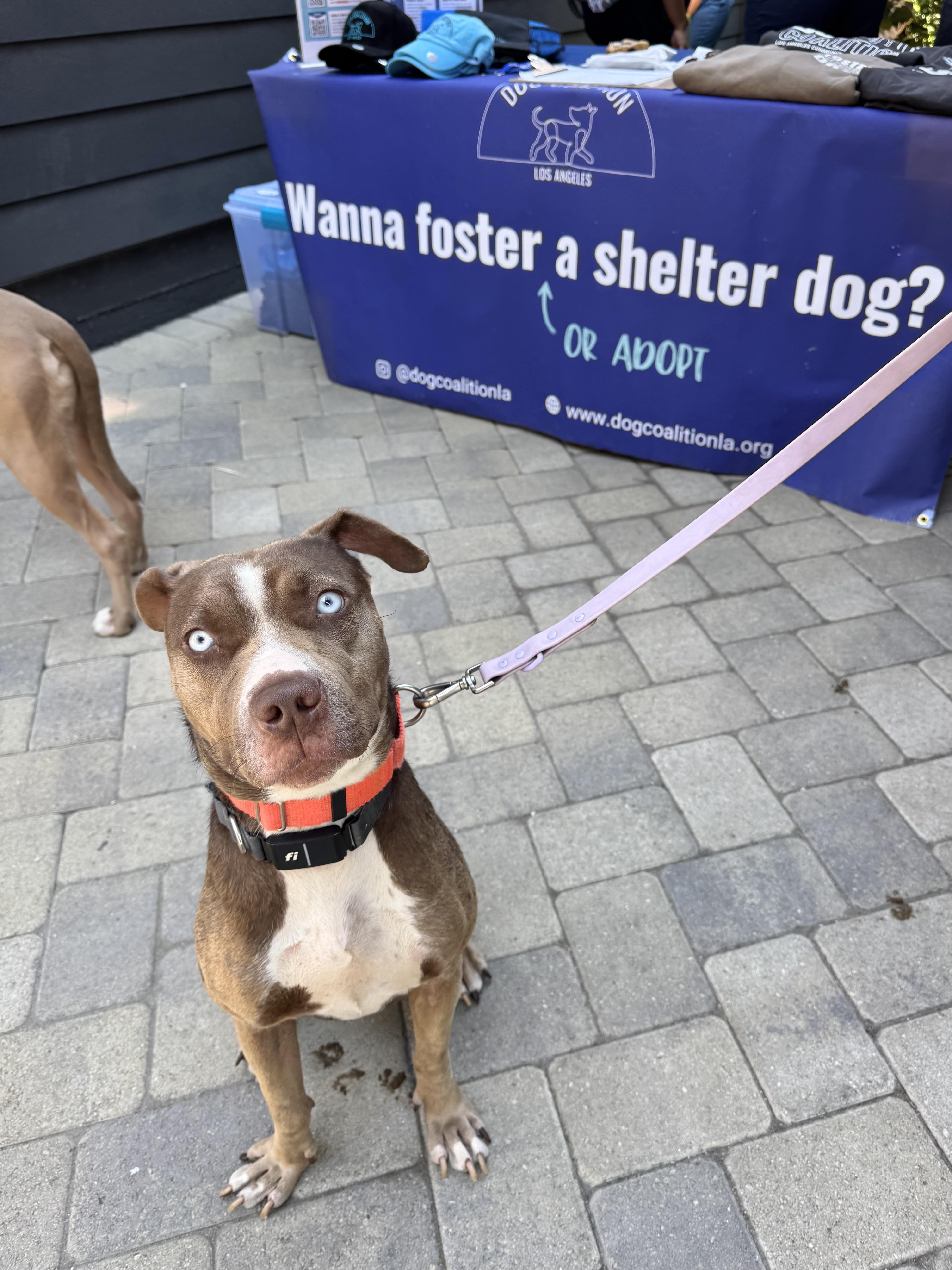 Enlarge Hazel, a Adoptable mixed breed in Los Angeles, CA image 3/6