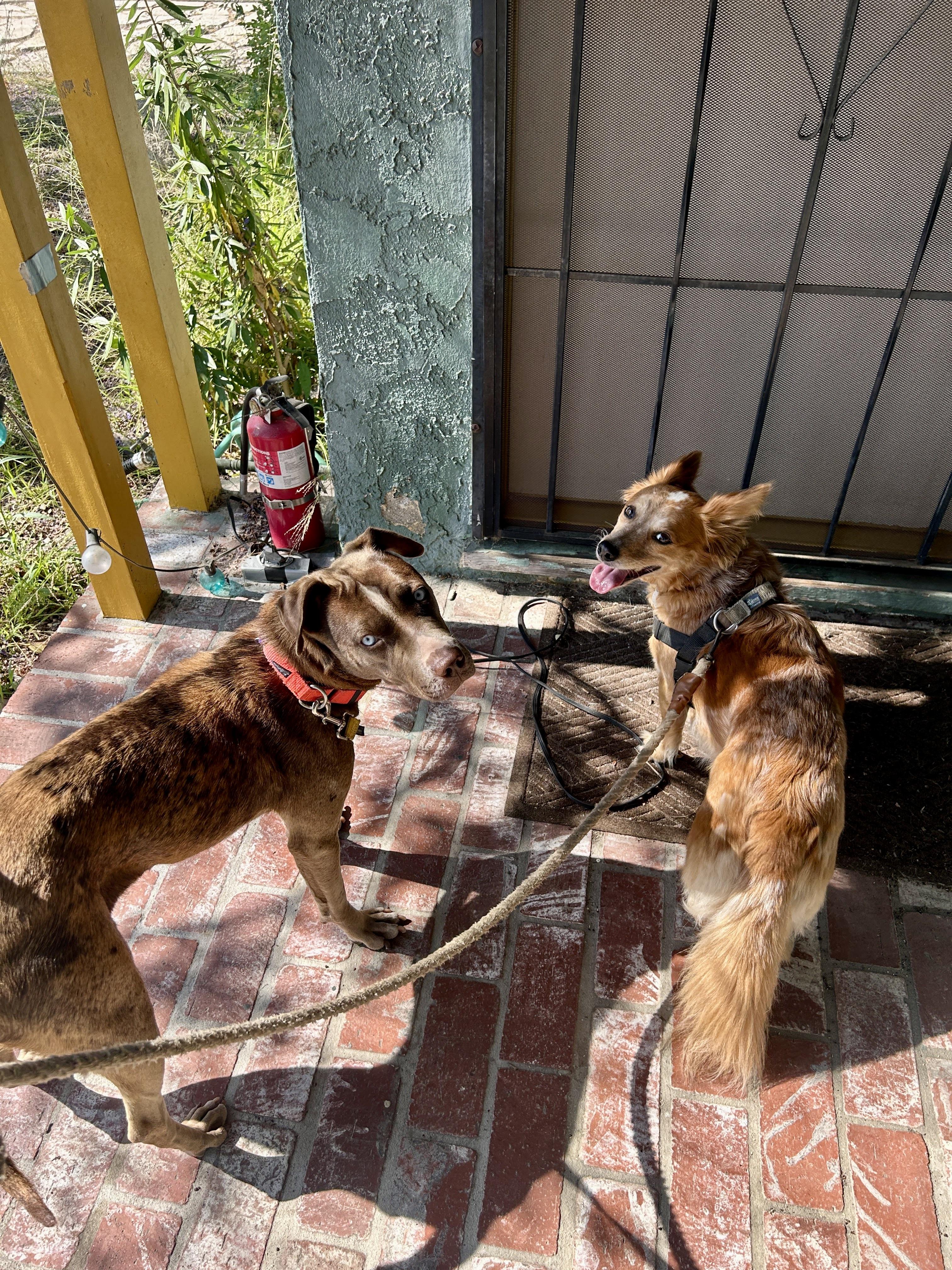 Enlarge Hazel, a Adoptable mixed breed in Los Angeles, CA image 4/6