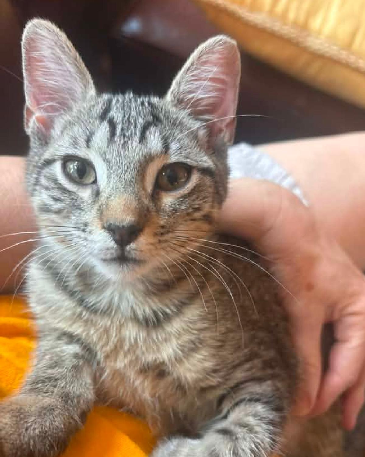 Little John, Adoptable, Young Male Domestic Short Hair.