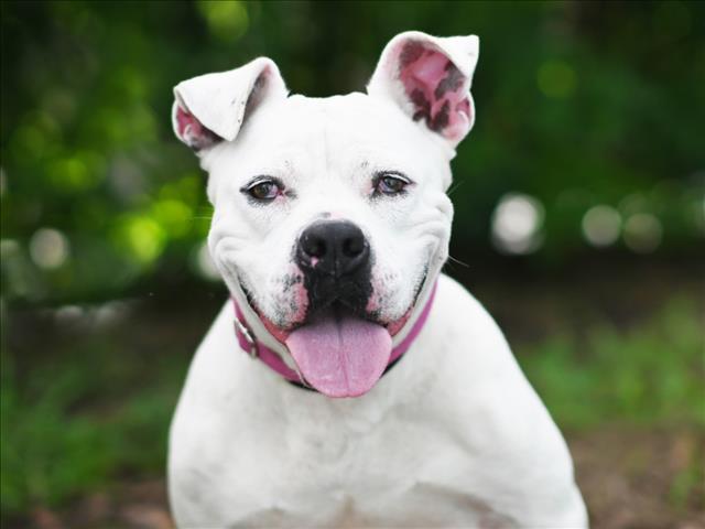BELLA, Adoptable, Adult Female American Bulldog.