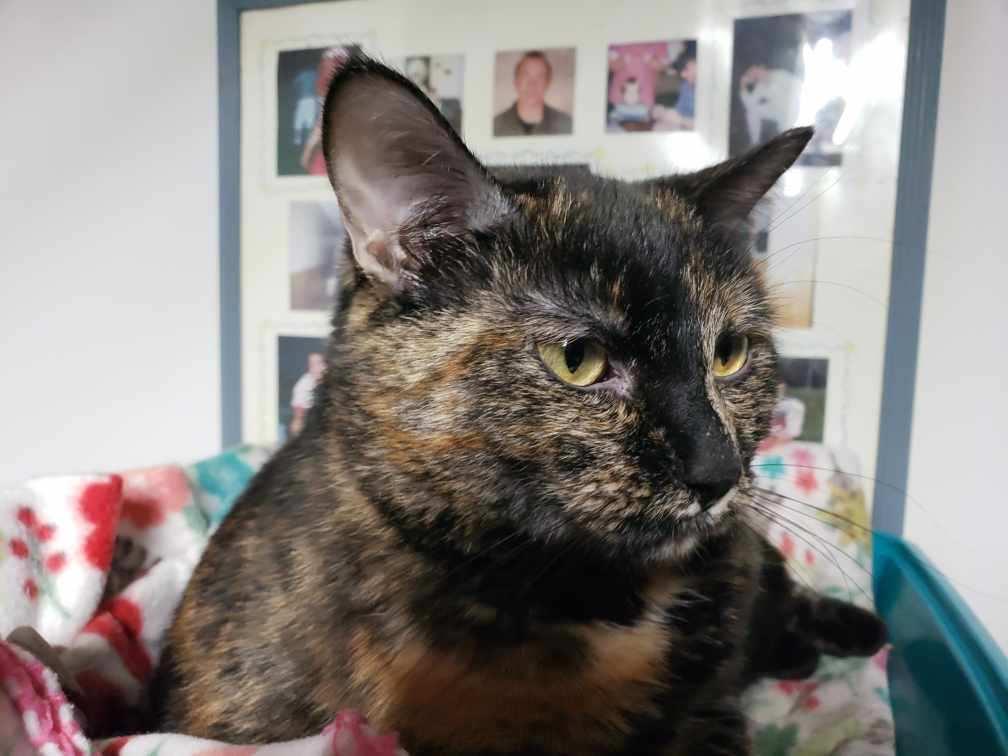 Ira M, a Adoptable mixed breed in Somerset, KY image 2/3