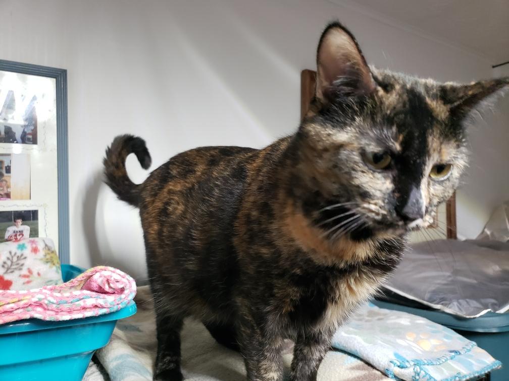 Ira M, a Adoptable mixed breed in Somerset, KY image 3/3