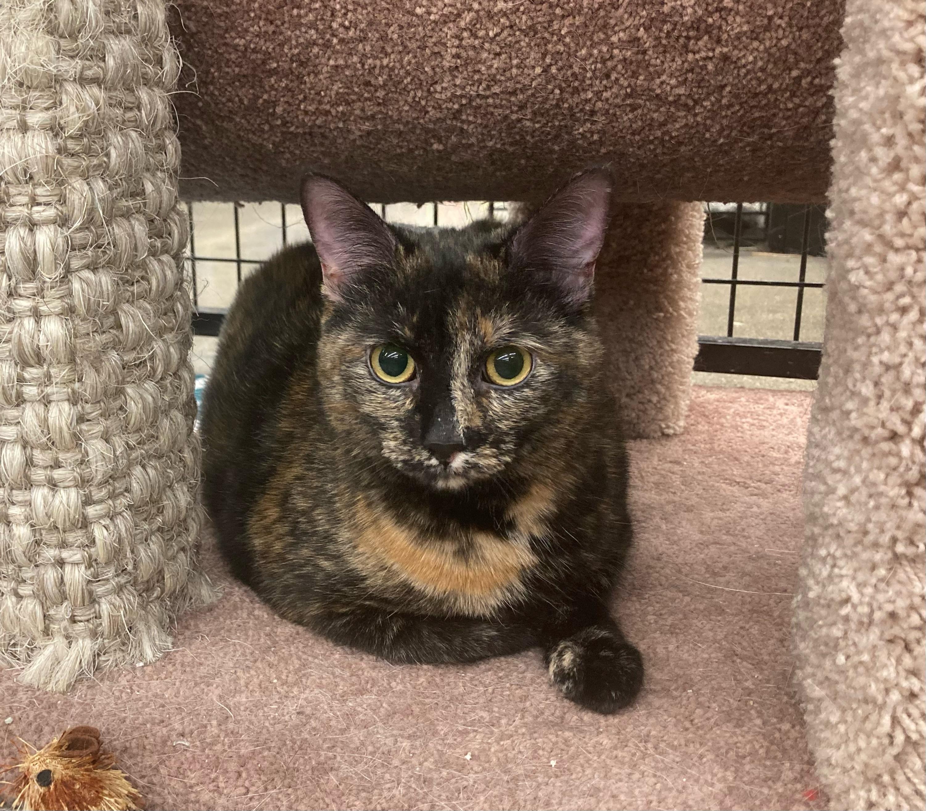 Ira M, Adoptable, Adult Female Domestic Short Hair & Tortoiseshell.