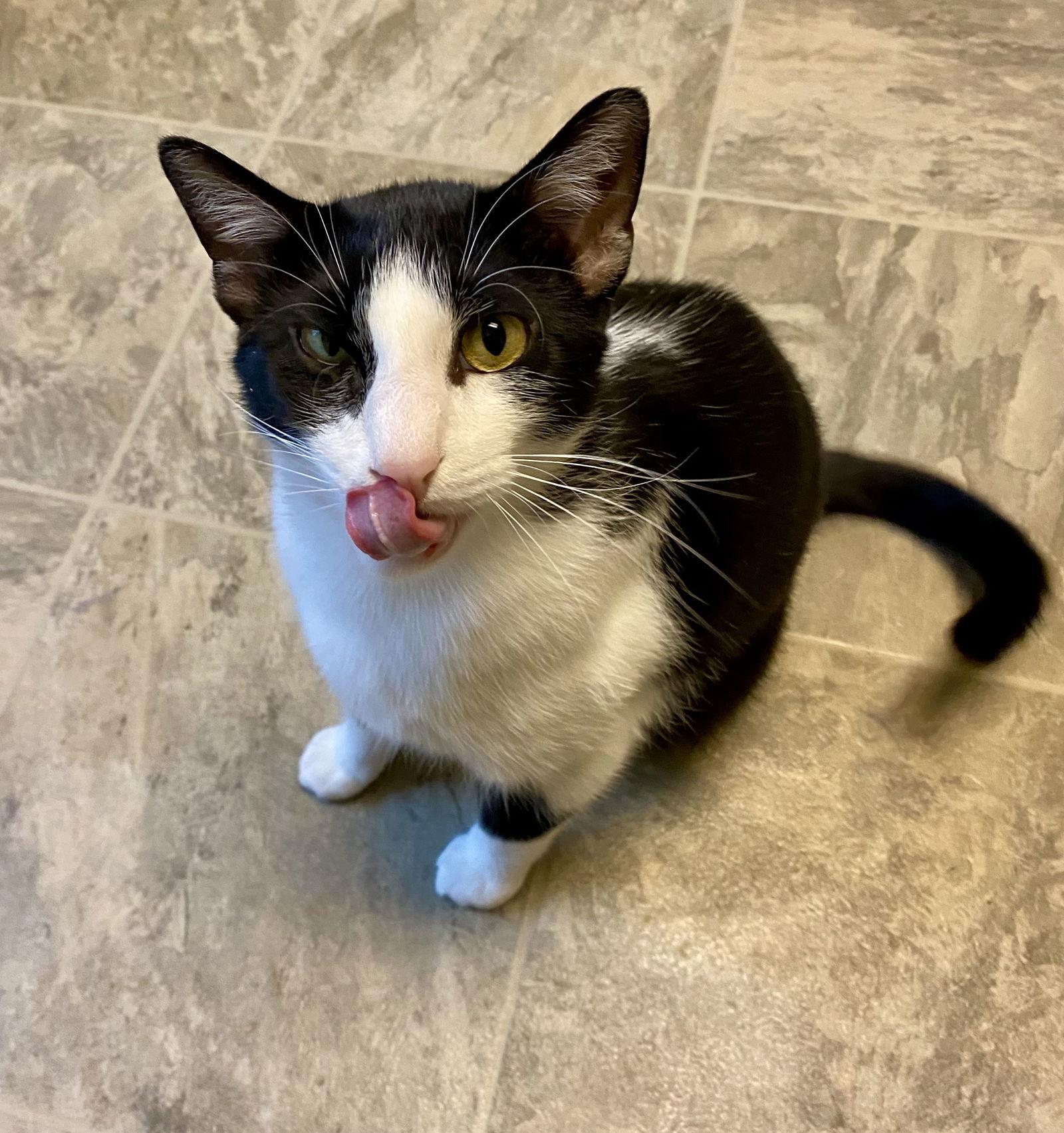 Enlarge Mariano, a Adopted Domestic Short Hair in Fargo, ND image 1/2