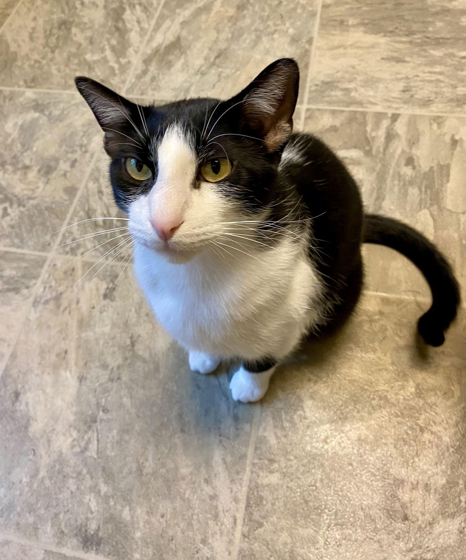 Enlarge Mariano, a Adopted Domestic Short Hair in Fargo, ND image 2/2