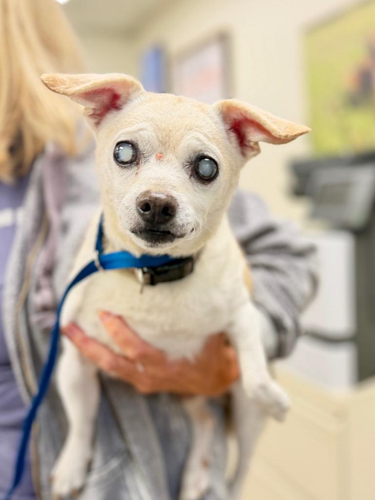 Enlarge Cashew, a Adoptable mixed breed in Muskegon, MI image 1/1