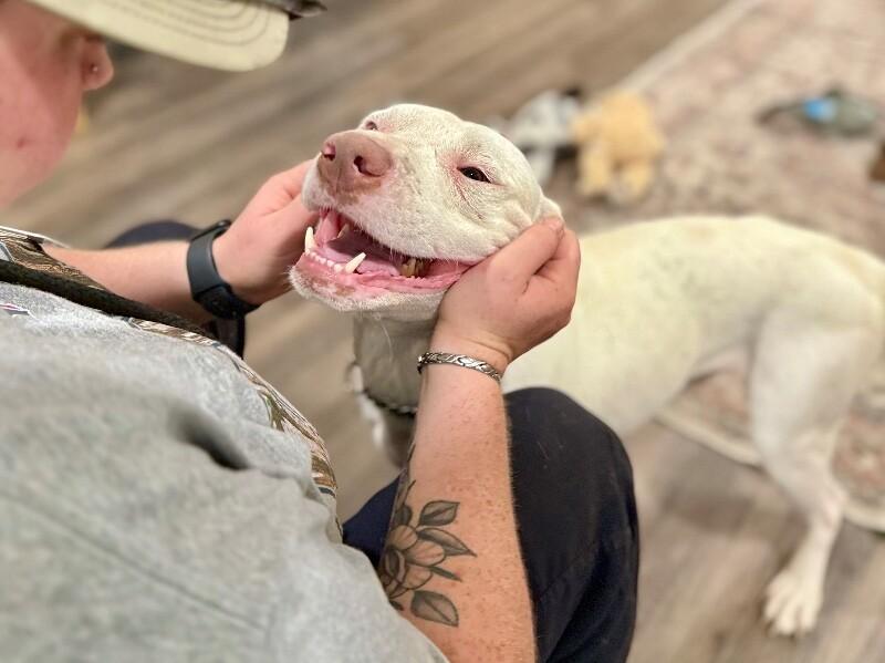 Leroy Lap lovin Brown — thumbnail 2