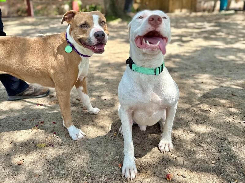 Leroy Lap lovin Brown — thumbnail 3