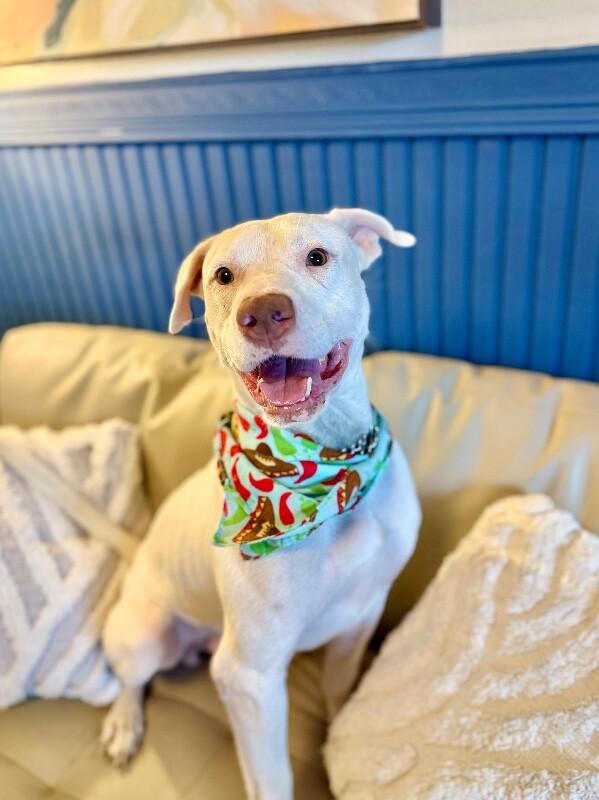 Leroy Lap lovin Brown — thumbnail 4