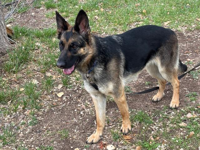 Enlarge Daisy, a ADOPTABLE German Shepherd Dog in Albuquerque, NM image 1/5