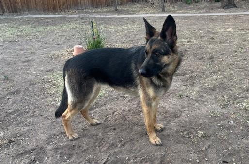Enlarge Daisy, a ADOPTABLE German Shepherd Dog in Albuquerque, NM image 3/5