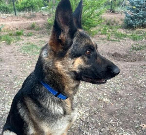 Enlarge Daisy, a ADOPTABLE German Shepherd Dog in Albuquerque, NM image 5/5