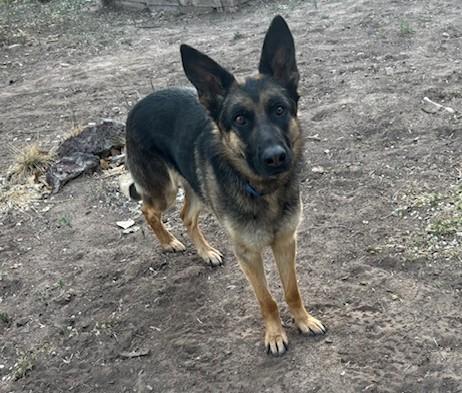 Enlarge Daisy, a ADOPTABLE German Shepherd Dog in Albuquerque, NM image 4/5