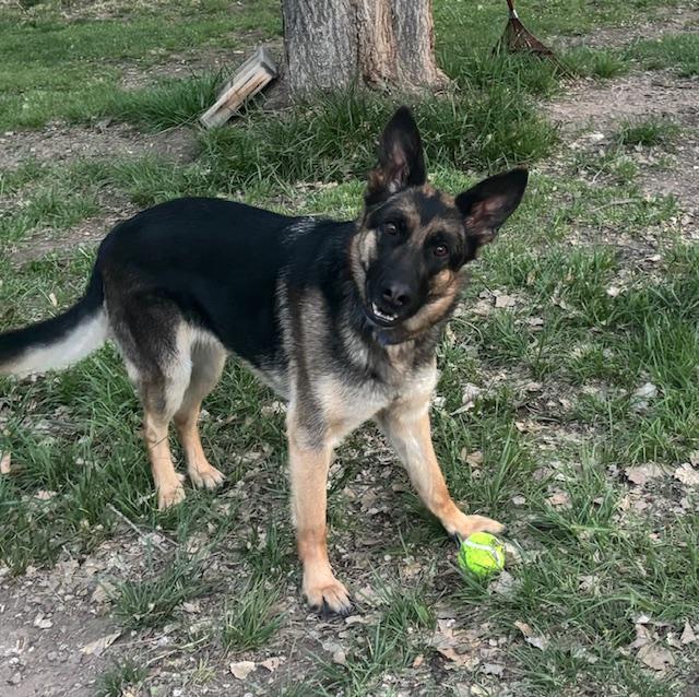 Enlarge Daisy, a ADOPTABLE German Shepherd Dog in Albuquerque, NM image 2/5