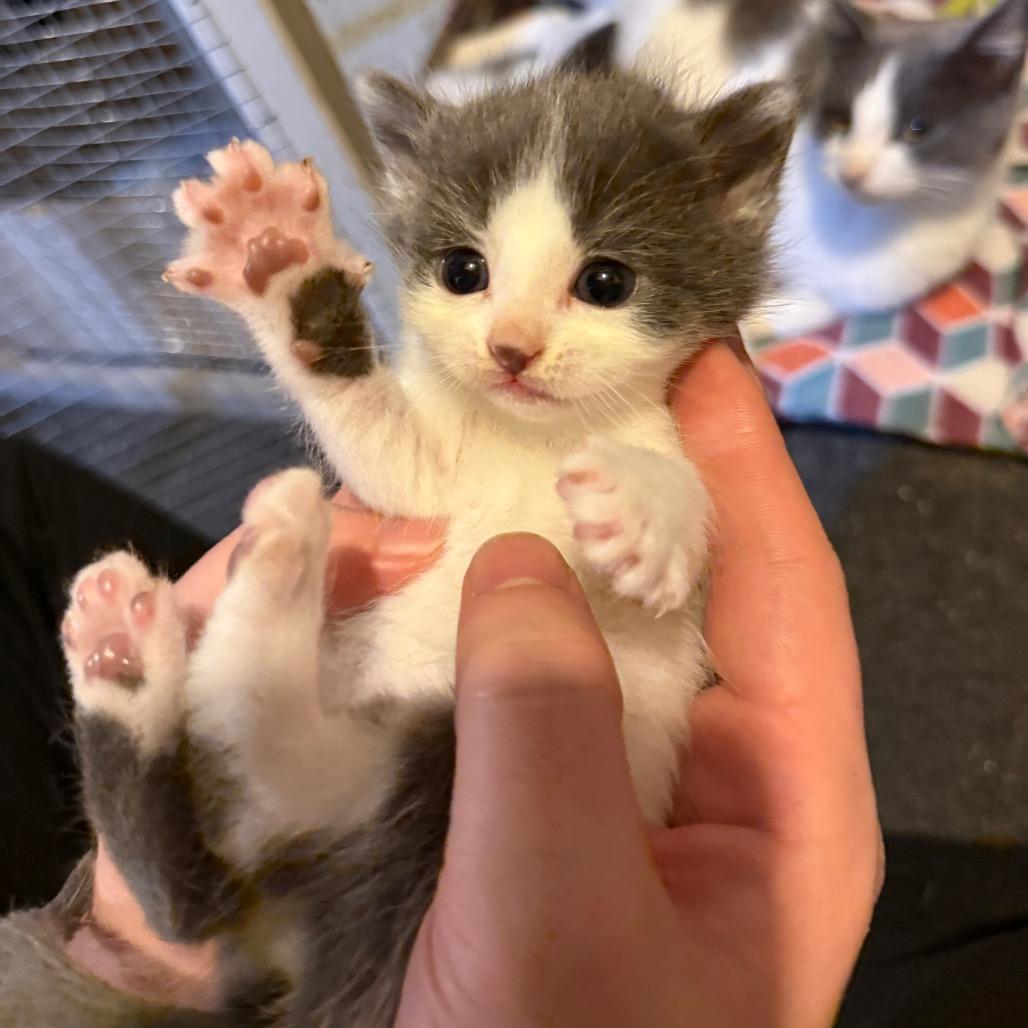 Serenade *Meet me at Eagan Petsmart*, Adoptable, Kitten Female Domestic Short Hair.