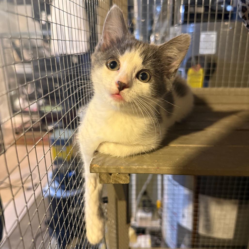Enlarge Serenade *Meet me at Eagan Petsmart*, a Adoptable Domestic Short Hair in Buffalo, MN image 2/6