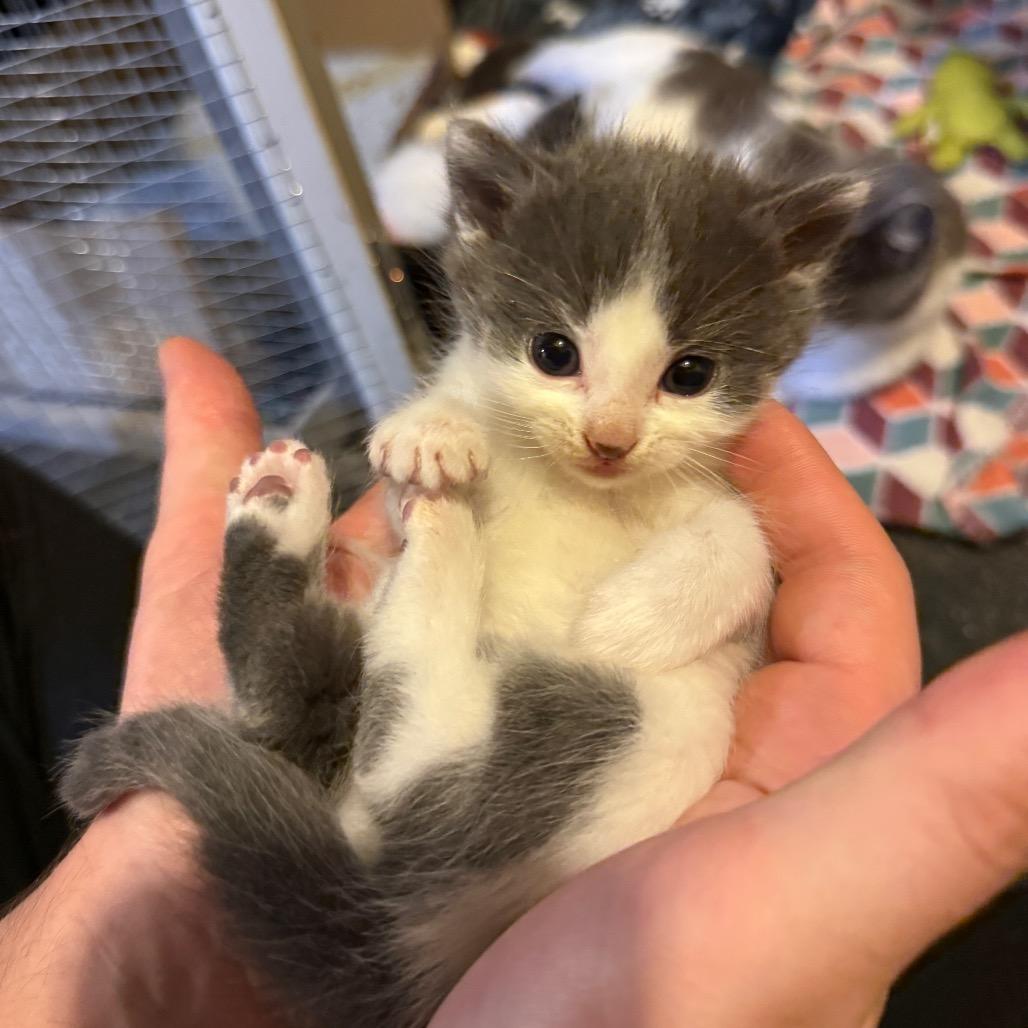 Enlarge Serenade *Meet me at Eagan Petsmart*, a Adoptable Domestic Short Hair in Buffalo, MN image 4/6