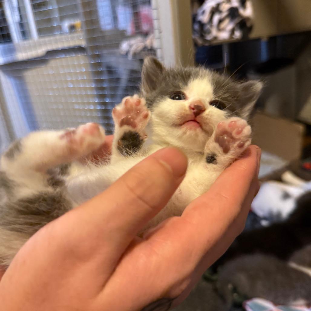 Enlarge Serenade *Meet me at Eagan Petsmart*, a Adoptable Domestic Short Hair in Buffalo, MN image 6/6