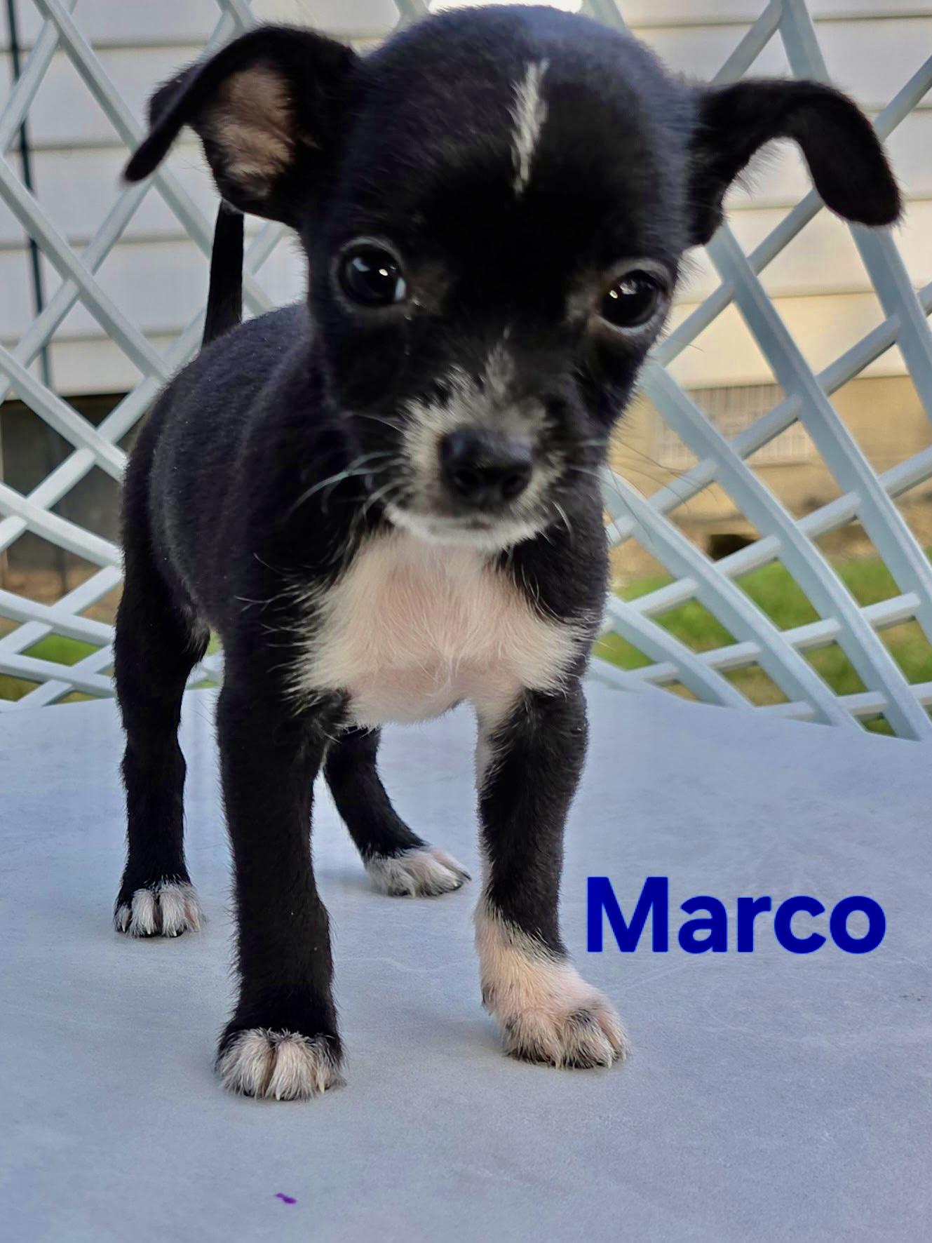Max and his siblings photo 4