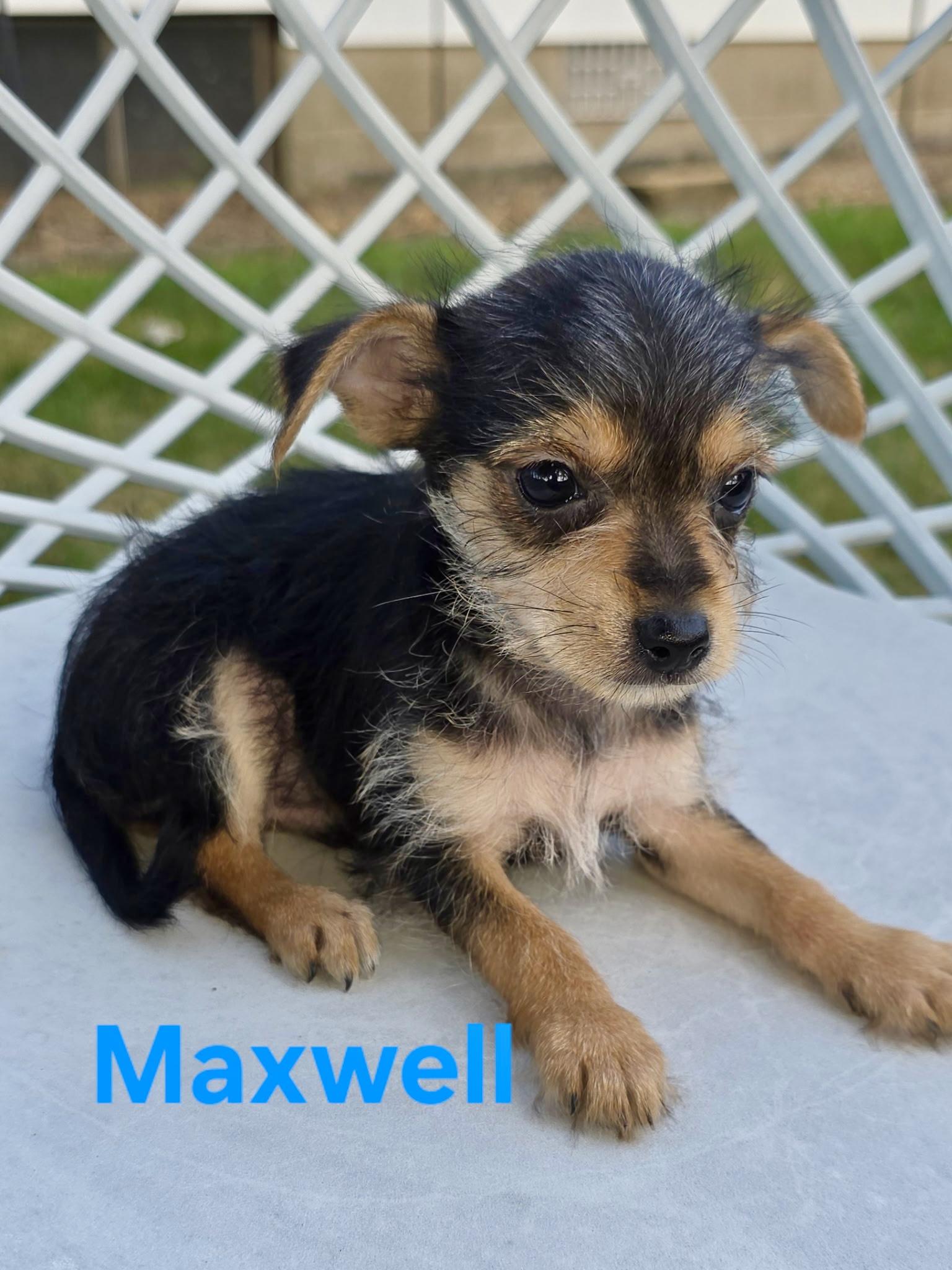 Max and his siblings photo 2